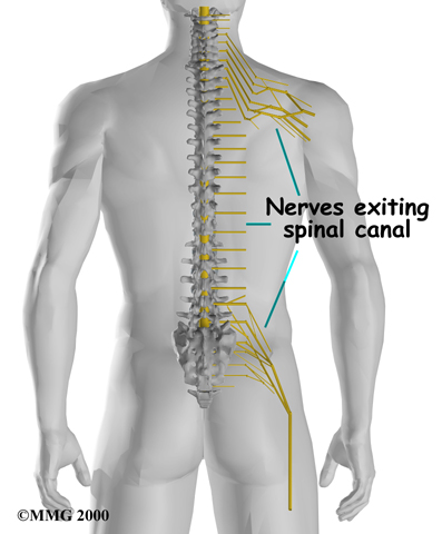 Neck, Vertebrae, Muscles, Nerves