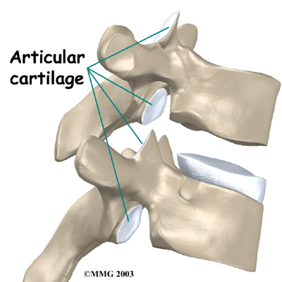 Physiotherapy in Lethbridge for Thoracic Spine Anatomy