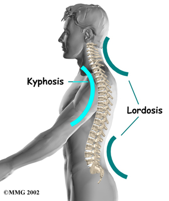 The Thoracic Spine: Anatomy, Function, and Common Injuries - Spine