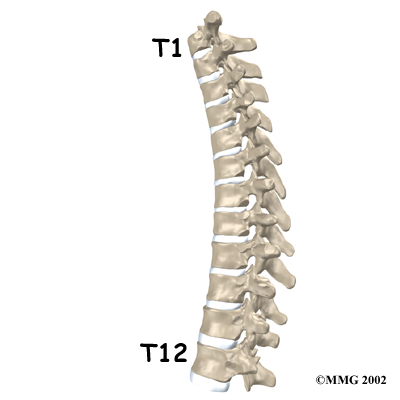 Thoracic Vertebrae (Thoracic Spine) – Anatomy & Labeled Diagram