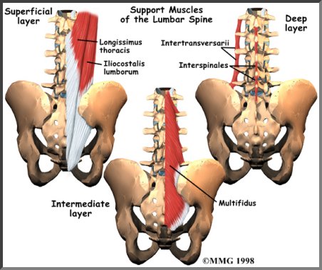 The Anatomy of Lower Back Pain, Low Back Pain